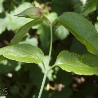 Flowering Nutmeg